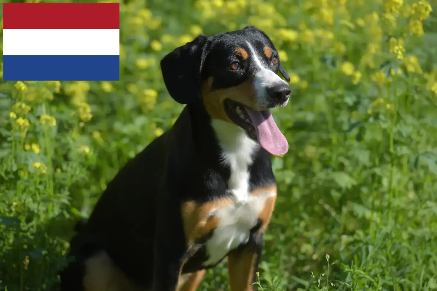 Entlebucher hegyikutya kölykök és tenyésztő Hollandia Itt talál Entlebucher hegyikutya tenyésztőket Hollandiában.
