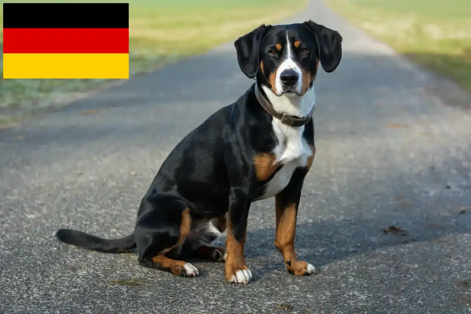 Entlebucher hegyikutya kölykök és tenyésztők Németország Itt Entlebucher hegyikutya tenyésztőket talál Németországban.