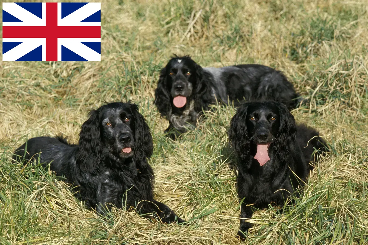 Epagneul Bleu de Picardie kiskutyák és tenyésztők Nagy-Britannia Itt talál Epagneul Bleu de Picardies tenyésztőket Nagy-Britanniában.