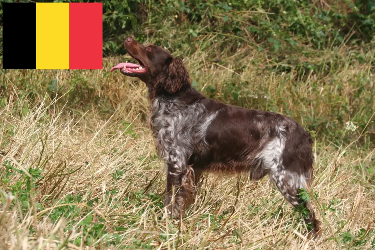 Epagneul Breton kiskutyák és tenyésztők Belgium Itt talál Epagneul Bretons tenyésztőket Belgiumban.