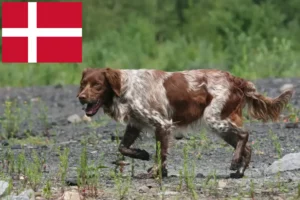 Read more about the article Epagneul Breton tenyésztők és kiskutyák Dániában