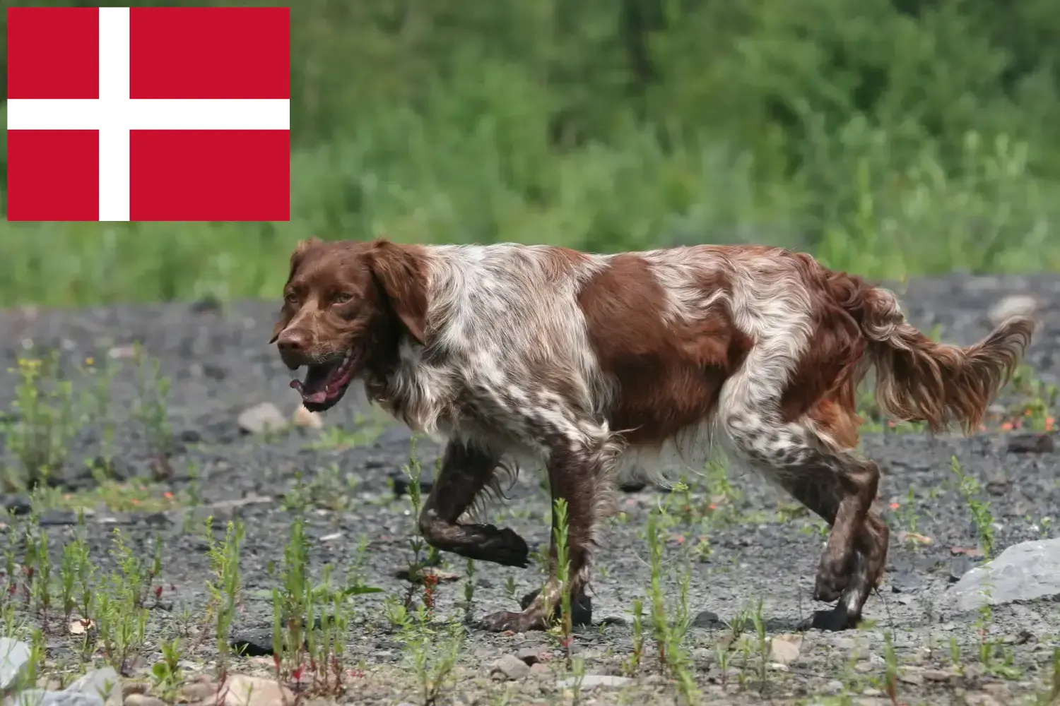 Epagneul Breton kiskutyák és tenyésztők Dánia Találd meg az Epagneul Bretons tenyésztőit Dániában.