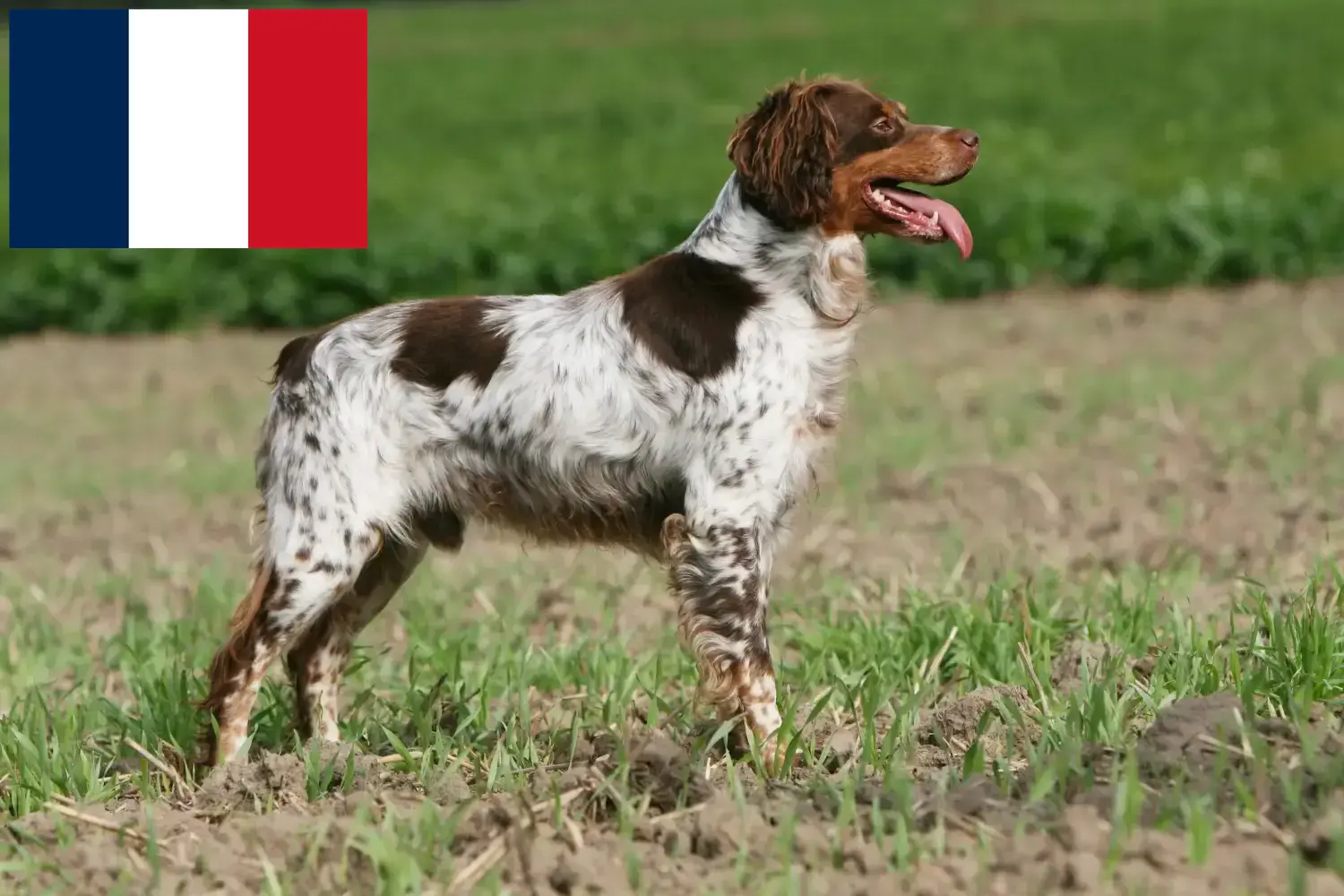 Epagneul Breton kiskutyák és tenyésztők Franciaország Itt talál Epagneul Breton tenyésztőket Franciaországban.