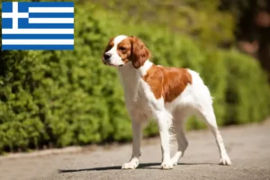 Read more about the article Epagneul Breton tenyésztők és kölykök Görögországban