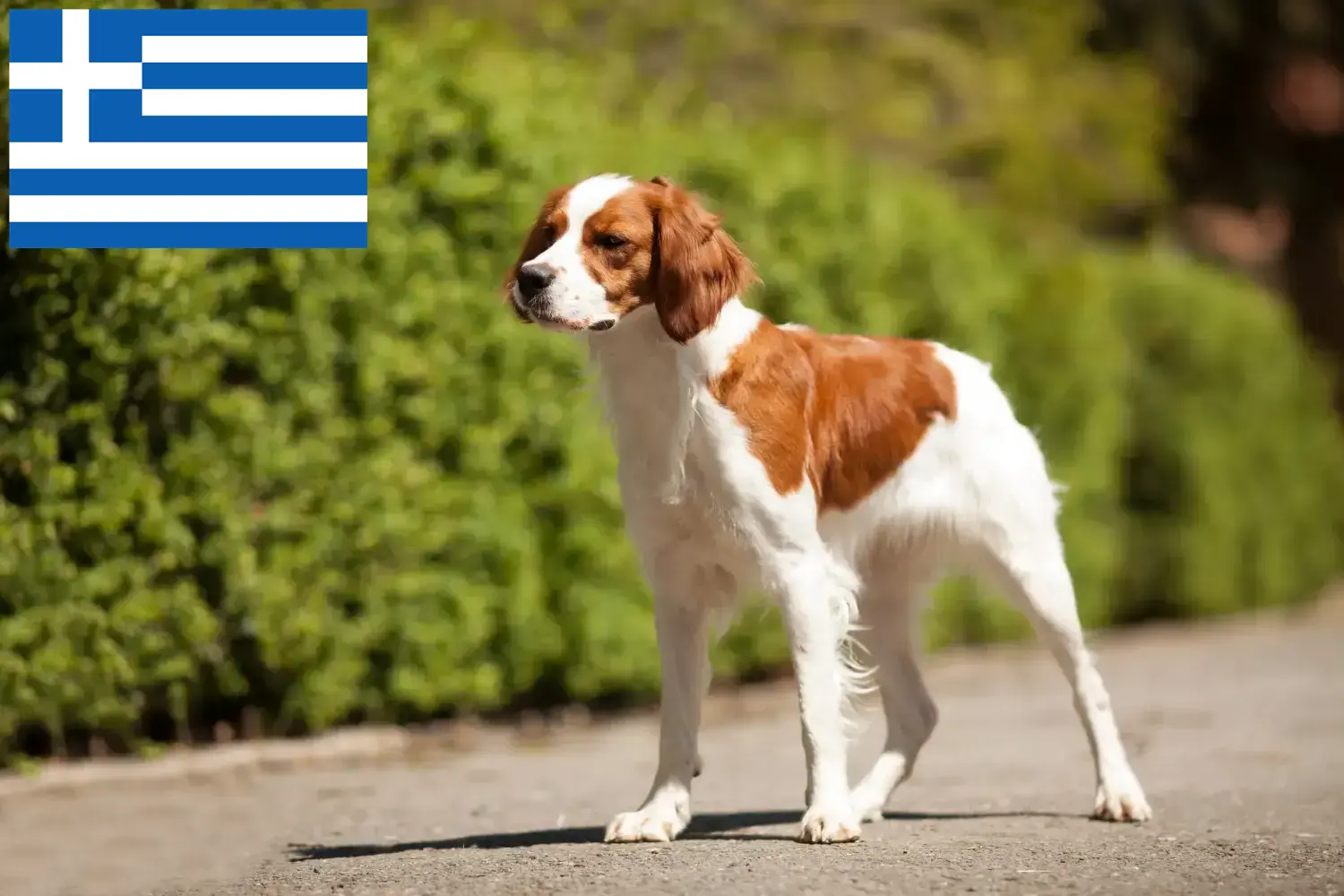 Epagneul Breton kiskutyák és tenyésztők Görögország Itt talál Epagneul Breton tenyésztőket Görögországban.