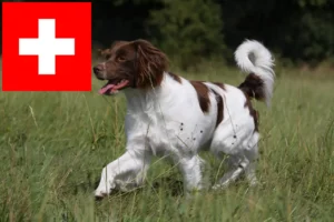 Read more about the article Epagneul Breton tenyésztők és kölykök Svájcban