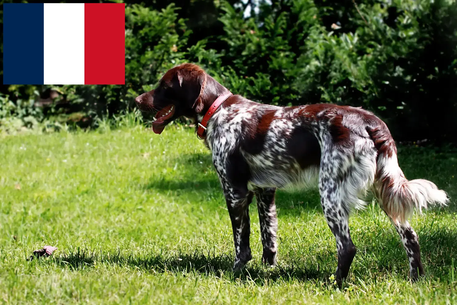 Épagneul français kiskutyák és tenyésztők Franciaország Itt találhat Épagneul français tenyésztőket Franciaországban.