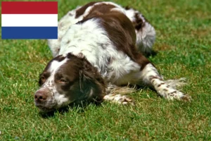 Read more about the article Épagneul français tenyésztők és kiskutyák Hollandiában