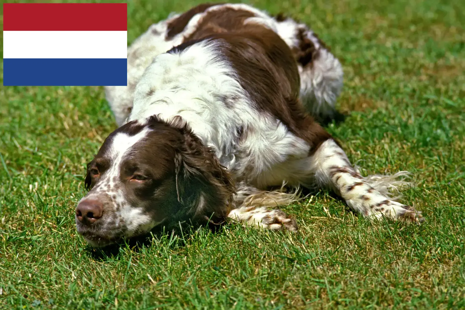 Épagneul français kiskutyák és tenyésztők Hollandia Itt találhat Épagneul français tenyésztőket Hollandiában.