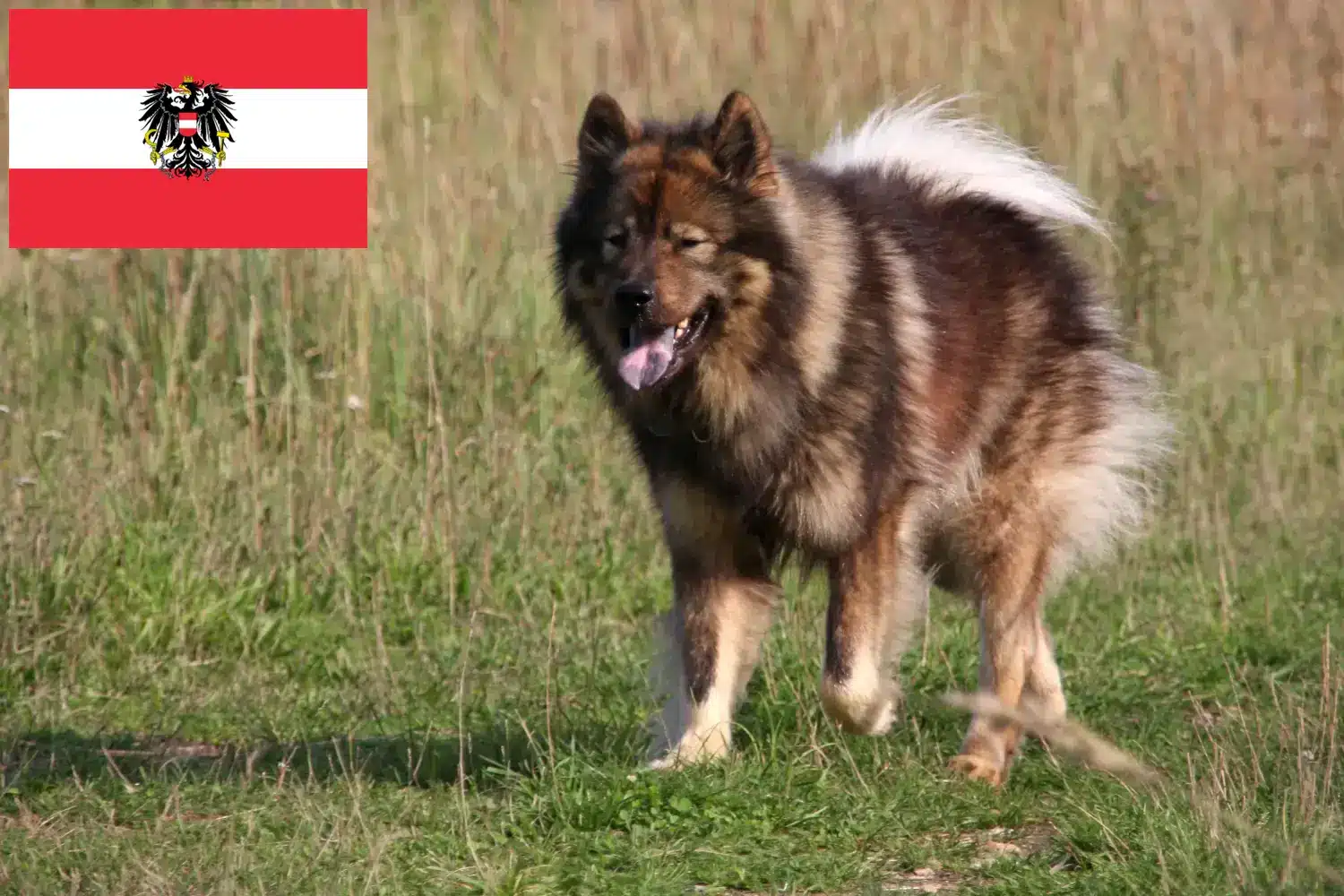 Eurasier kiskutyák és tenyésztők Ausztria Itt találhat Eurasier tenyésztőket Ausztriában.