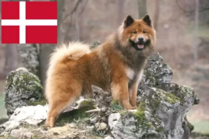 Read more about the article Eurasier tenyésztők és kölykök Dániában