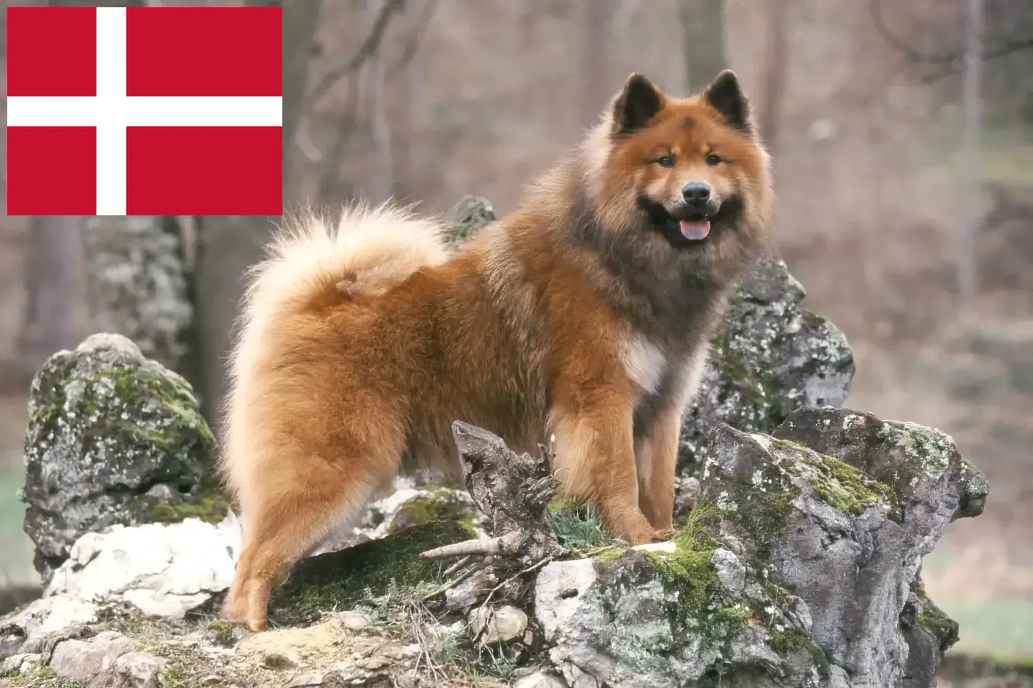 Eurasier kiskutyák és tenyésztők Dánia Dániai Eurasier tenyésztőket itt talál.
