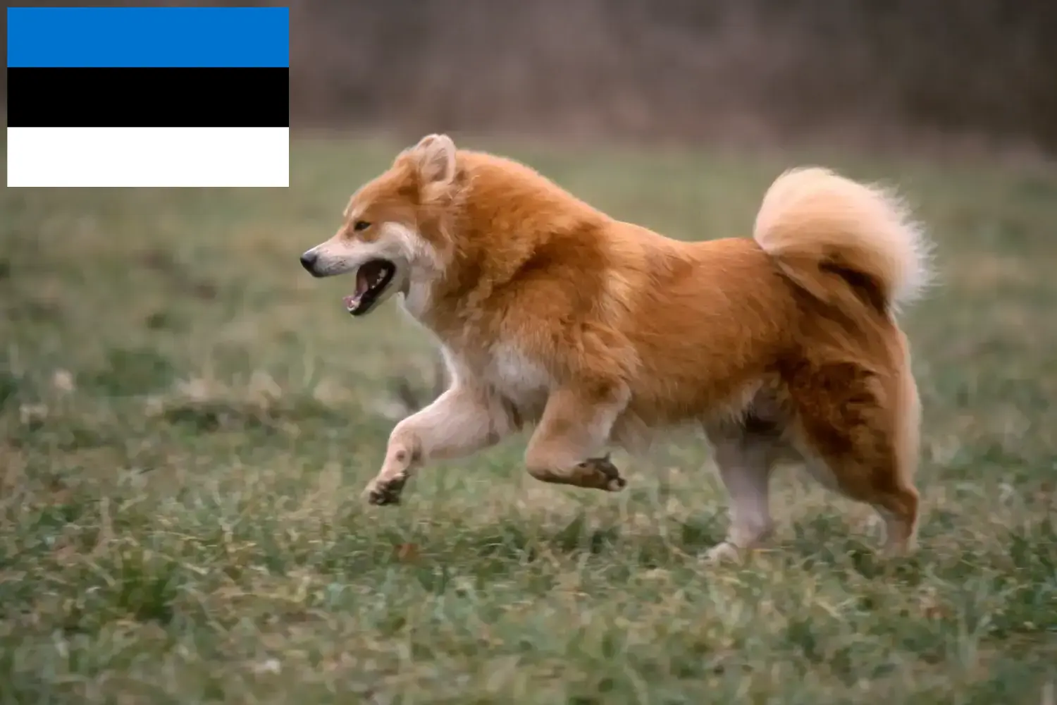 Eurasier kiskutyák és tenyésztők Észtország Eurasier tenyésztőket Észtországban itt talál.