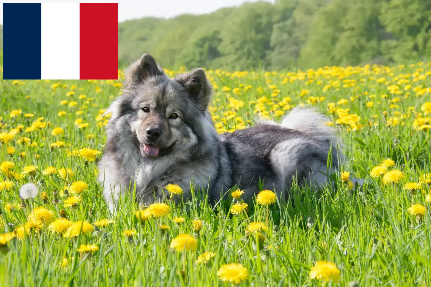 Eurasier kiskutyák és tenyésztők Franciaország Eurasier tenyésztők Franciaországban itt találhatók.