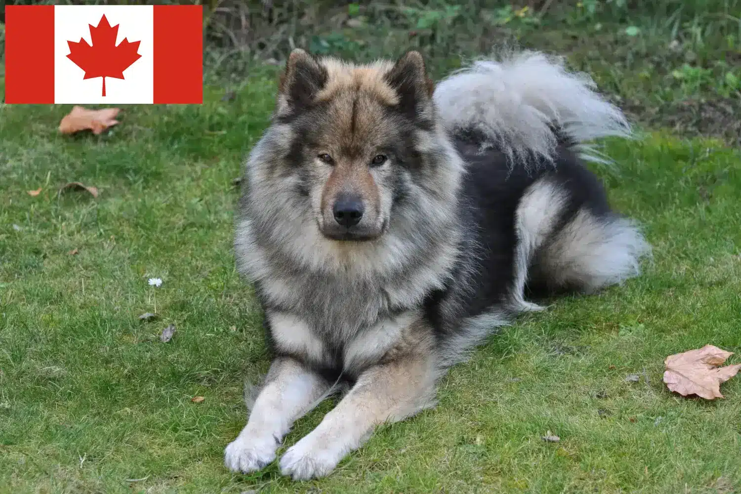 Eurasier kiskutyák és tenyésztők Kanada Kanadai Eurasier tenyésztőket itt találsz.