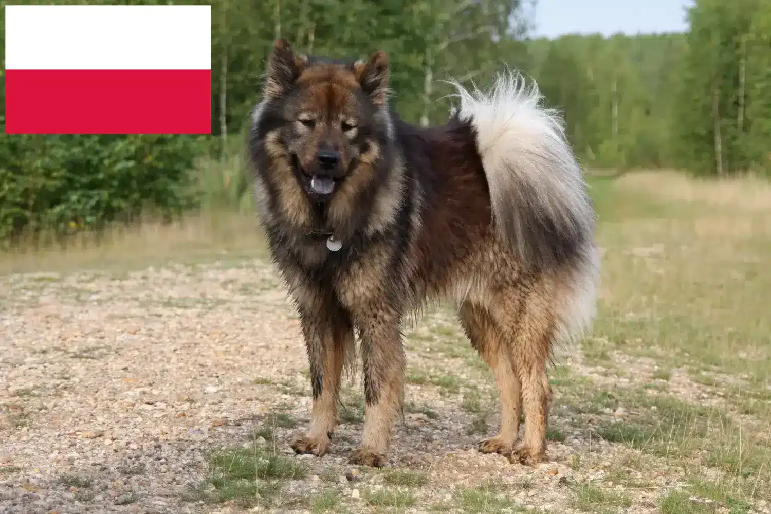 Eurasier kiskutyák és tenyésztők Lengyelország Lengyelországi Eurasier tenyésztőket itt találsz.