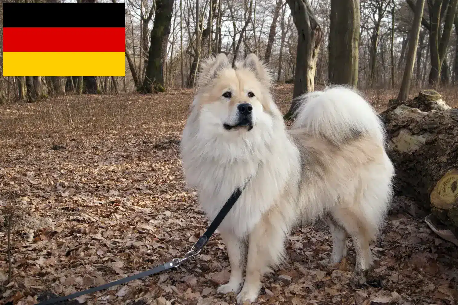Eurasier kiskutyák és tenyésztők Németország Itt megtalálja a németországi Eurasier tenyésztőket.