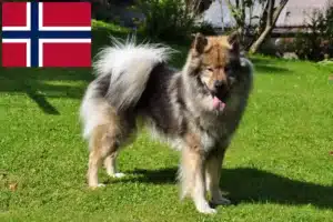 Read more about the article Eurasier tenyésztők és kiskutyák Norvégiában