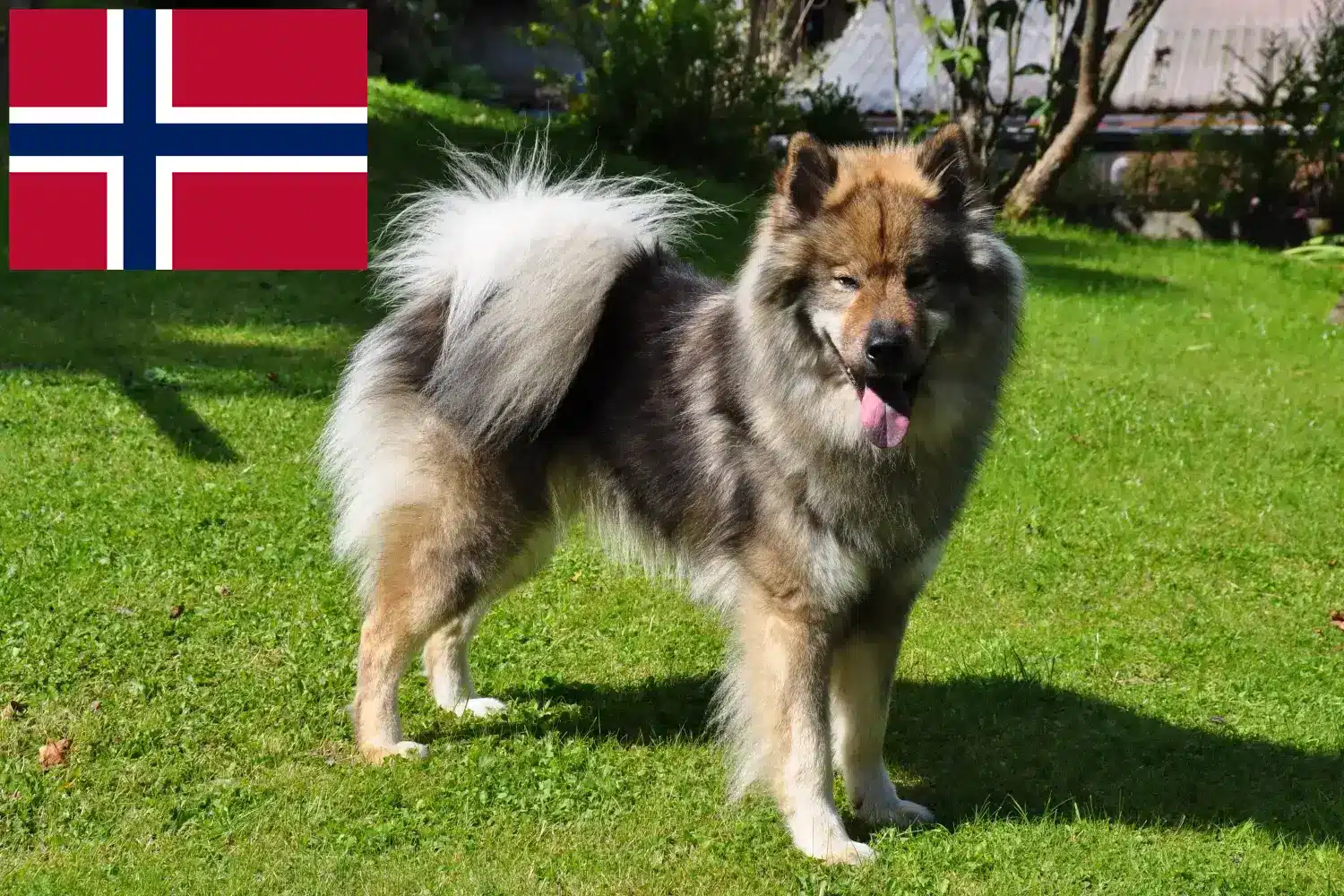 Eurasier kiskutyák és tenyésztők Norvégia Norvégia Eurasier tenyésztőit itt találja.