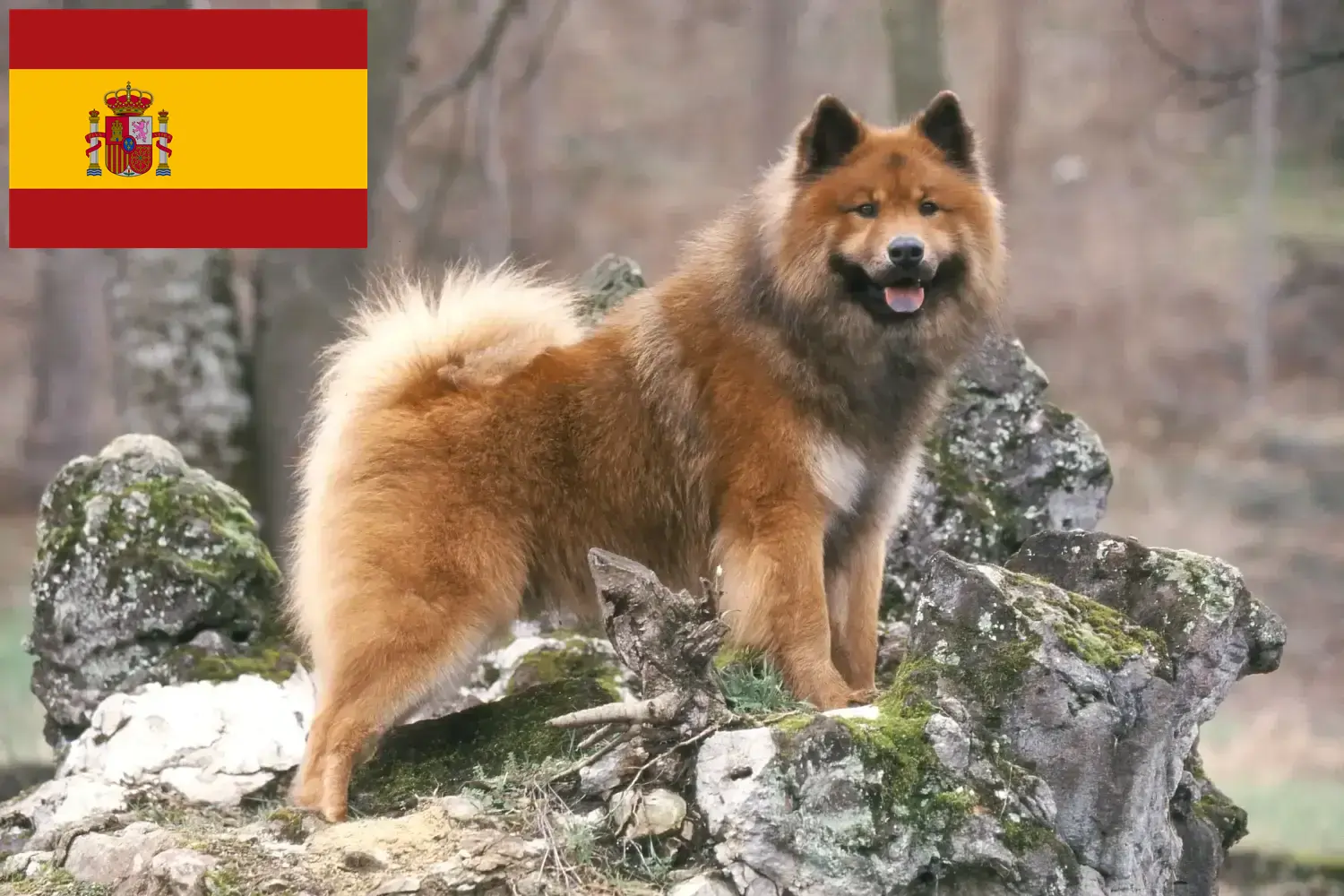 Eurasier kiskutyák és tenyésztők Spanyolország Spanyolországi eurasier tenyésztőket itt találsz.