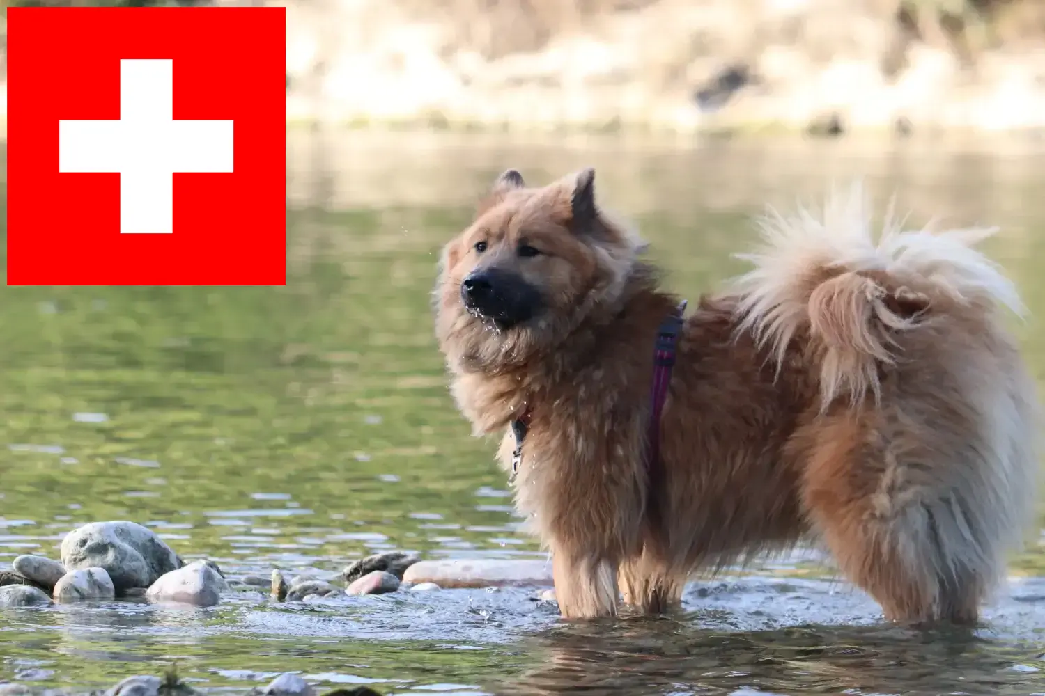 Eurasier kiskutyák és tenyésztők Svájc Itt megtalálja a svájci Eurasier tenyésztőket.