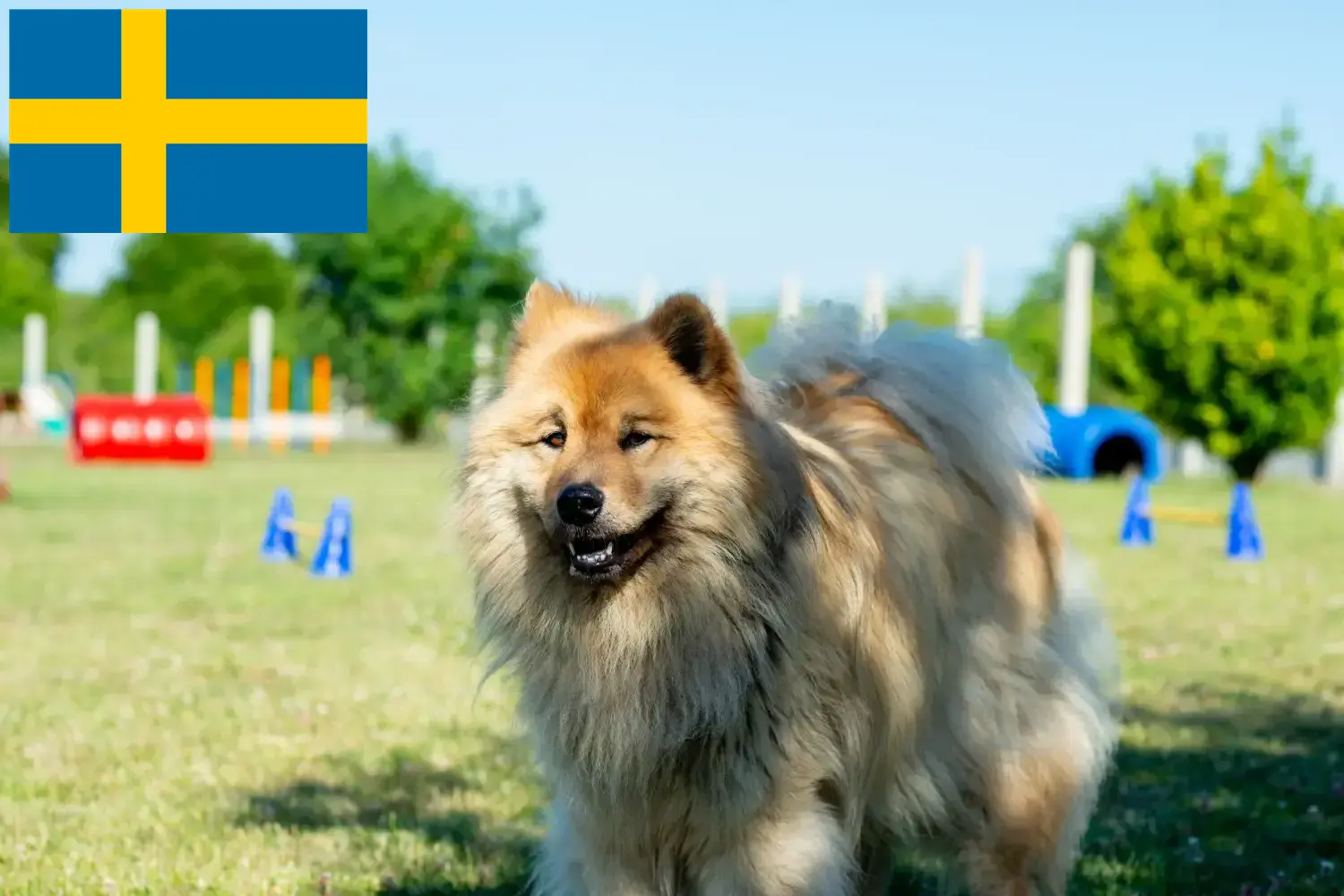 Eurasier kiskutyák és tenyésztők Svédországban Svédországban található Eurasier tenyésztőket itt találja.