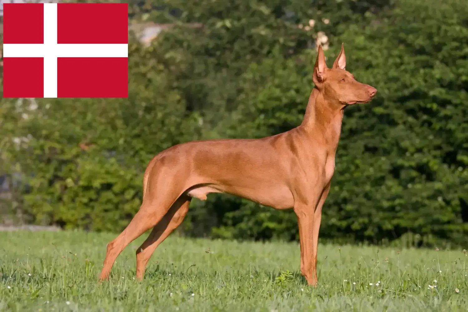 Fáraókutya kölykök és tenyésztők Dánia Keress fáraó kutyatenyésztőket Dánia területén.