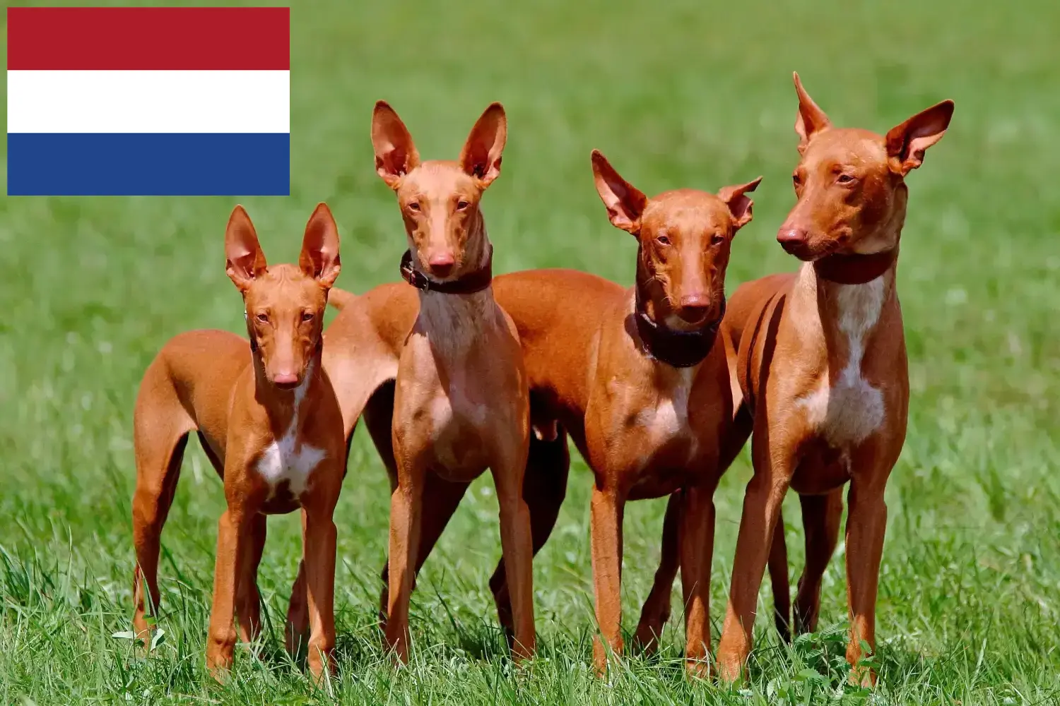 Fáraókutya kölykök és tenyésztők Hollandia Keressen fáraó kutyatenyésztőket Hollandia területén.