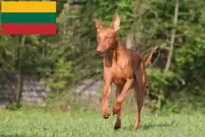Read more about the article Fáraó kutyatenyésztők és kölykök Litvániában