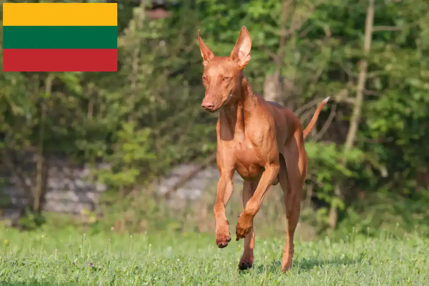 Fáraókutya kölykök és tenyésztők Litvánia Keress fáraó kutyatenyésztőket Litvániában.