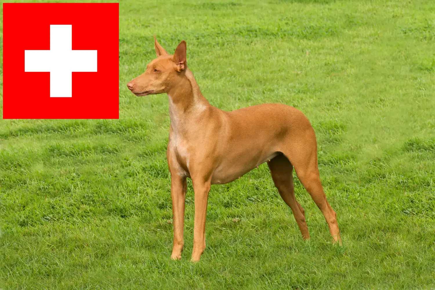 Fáraókutya kölykök és tenyésztők Svájcban Itt találhat fáraó kutyatenyésztőket Svájcban.