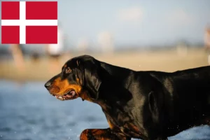 Read more about the article Black and Tan Coonhound tenyésztők és kiskutyák Dánia területén