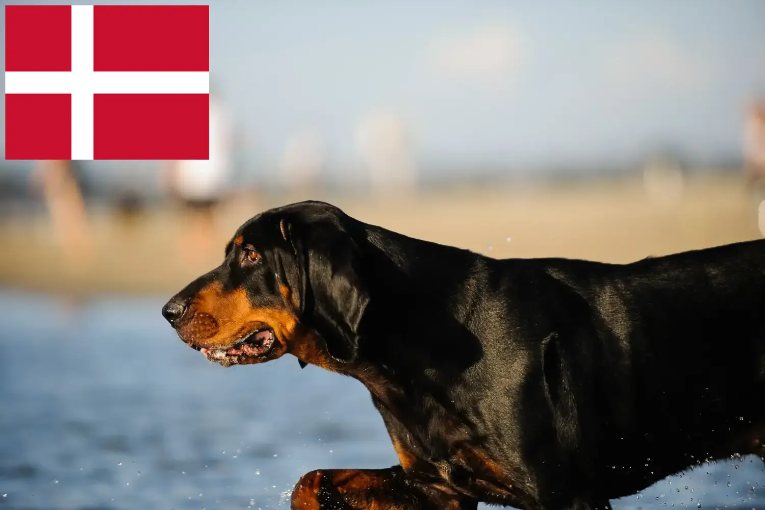 Black and Tan Coonhound kiskutyák és tenyésztők Dánia Találd meg a Black and Tan Coonhounds tenyésztőket Dánia területén.