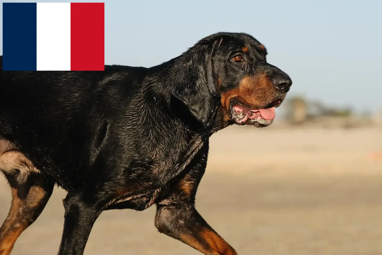 Black and Tan Coonhound kiskutyák és tenyésztők Franciaország Találd meg a Black and Tan Coonhounds tenyésztőket Franciaországban.