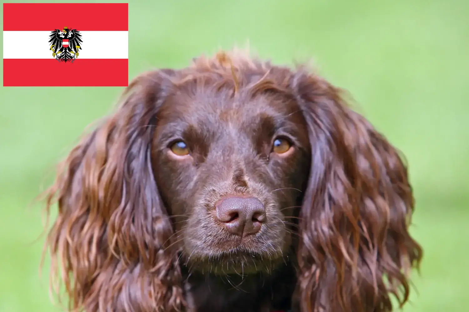 Field Spaniel kölykök és tenyésztők Ausztria Itt megtalálja a Field Spaniel tenyésztőket Ausztriában.