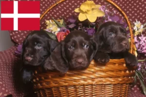 Read more about the article Field Spaniel tenyésztők és kölykök Dánia területén