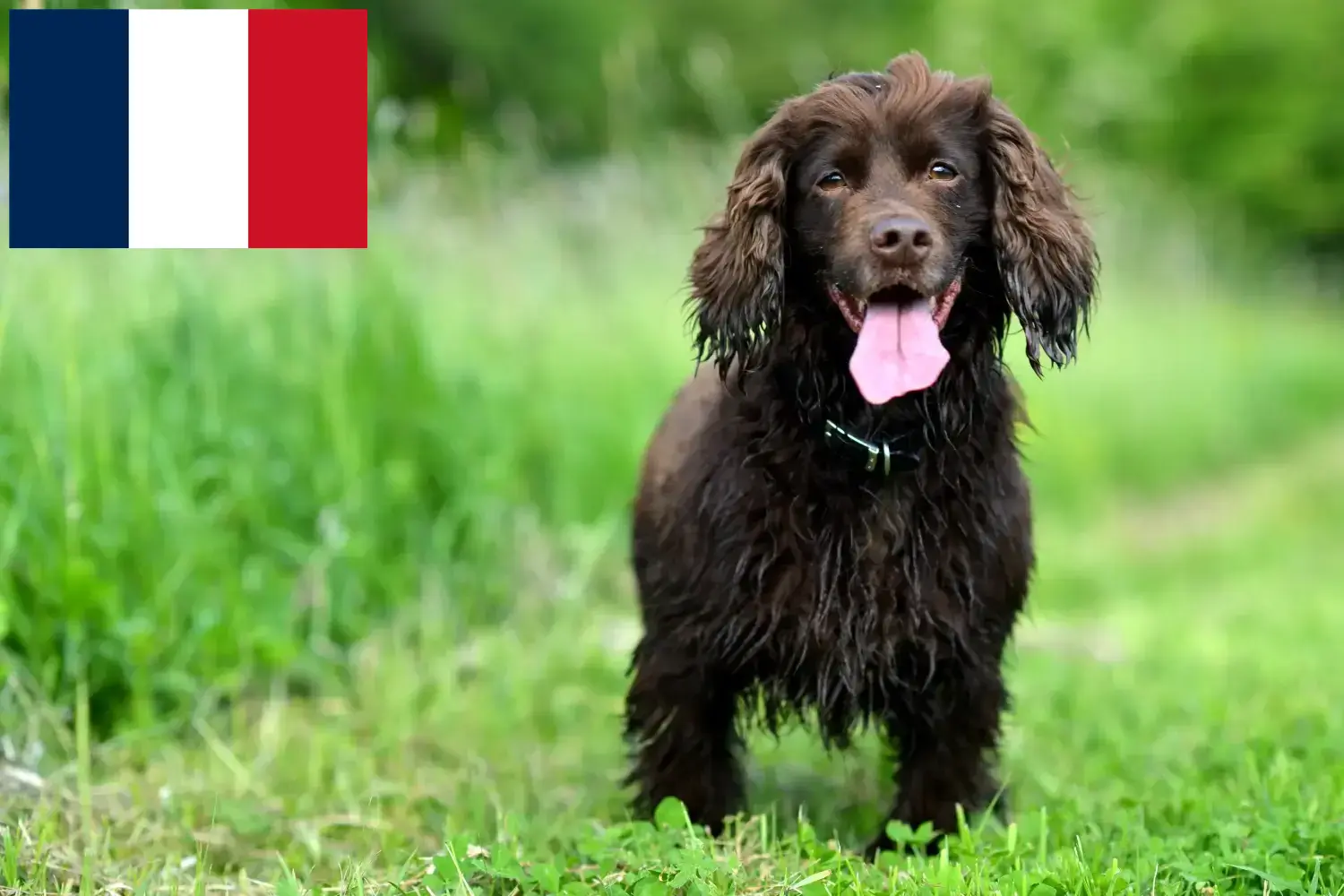 Field Spaniel kölykök és tenyésztők Franciaország Találd meg itt a Field Spaniel tenyésztőket Franciaországban.