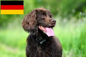 Read more about the article Field Spaniel tenyésztők és kölykök Németországban