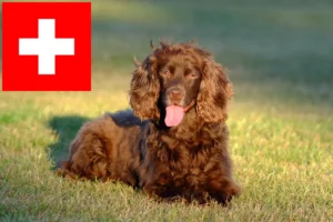 Read more about the article Field Spaniel tenyésztők és kölykök Svájcban