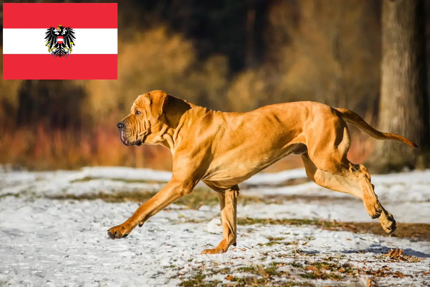 Fila Brasileiro kölykök és tenyésztők Ausztria Itt találhat Fila Brasileiros tenyésztőket Ausztriában.
