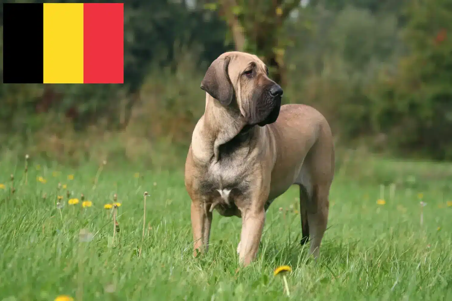 Fila Brasileiro kölykök és tenyésztők Belgium Itt megtalálja a Fila Brasileiros tenyésztőit Belgiumban.