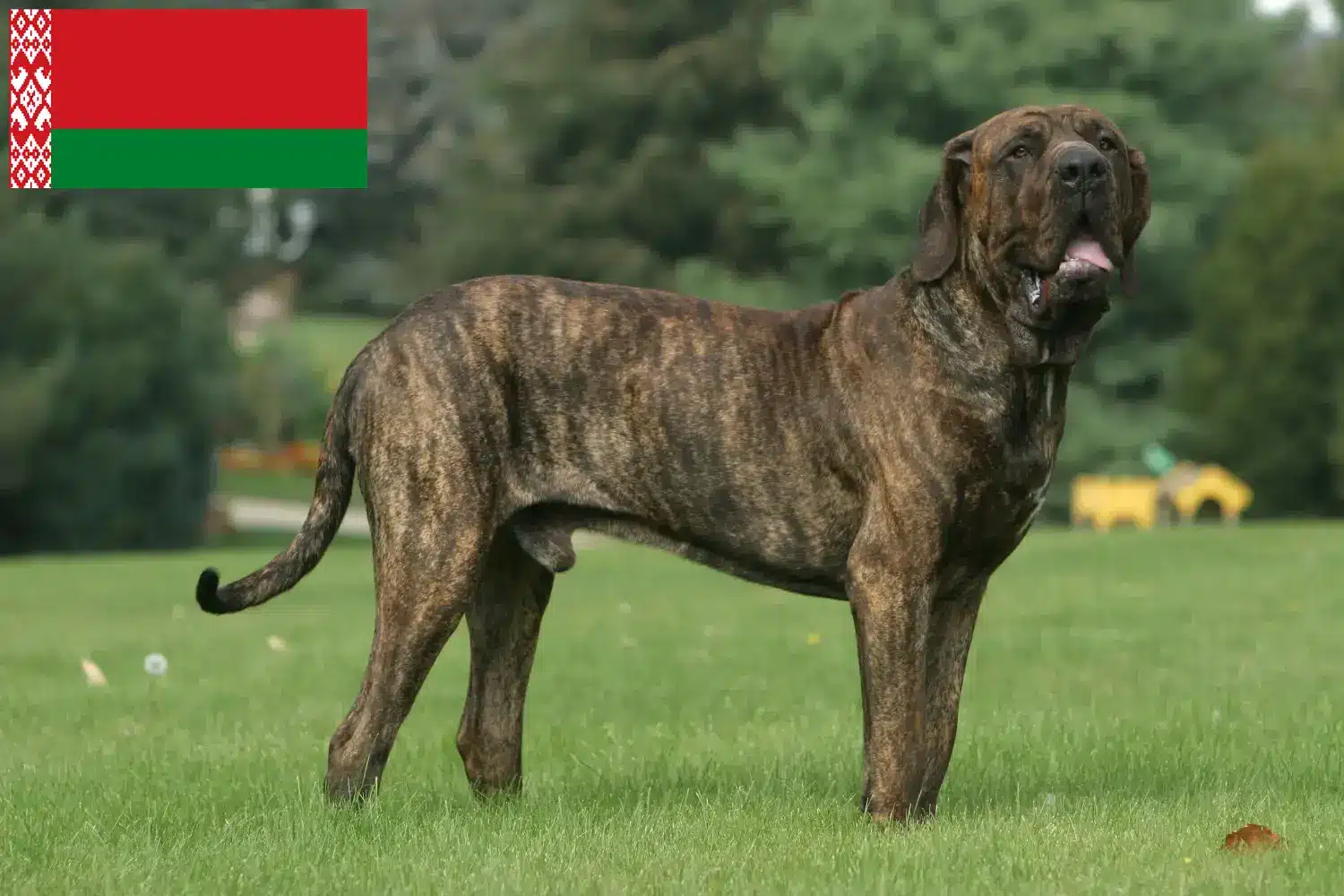 Fila Brasileiro kiskutyák és tenyésztők Fehéroroszország Itt találhat Fila Brasileiros tenyésztőket Fehéroroszországban.