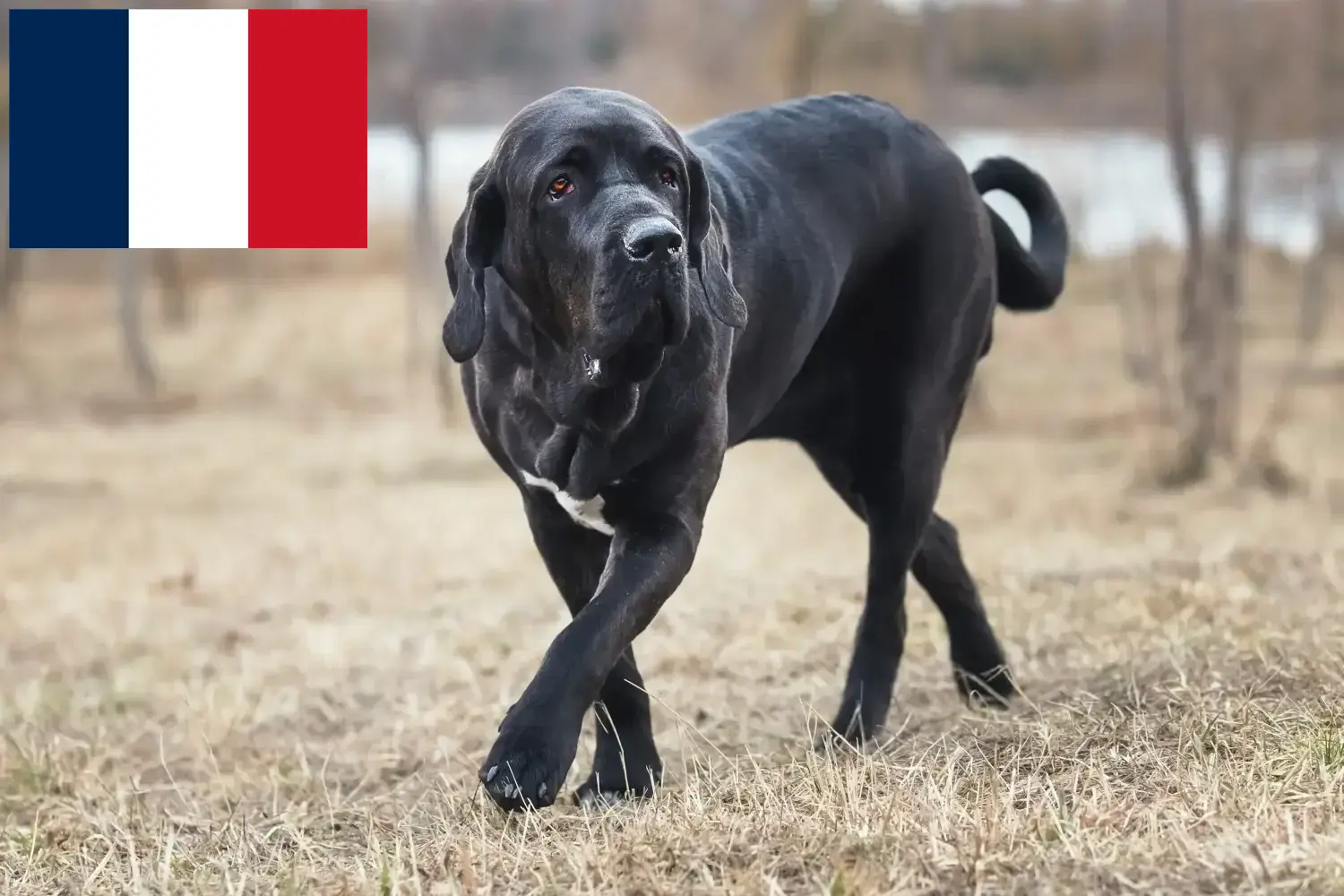 Fila Brasileiro kiskutyák és tenyésztők Franciaország Itt megtalálja a Fila Brasileiros tenyésztőket Franciaországban.