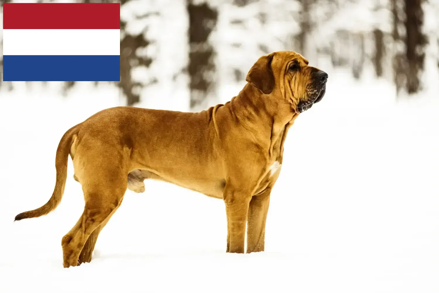 Fila Brasileiro kiskutyák és tenyésztők Hollandia Itt megtalálja a Fila Brasileiros tenyésztőket Hollandiában.