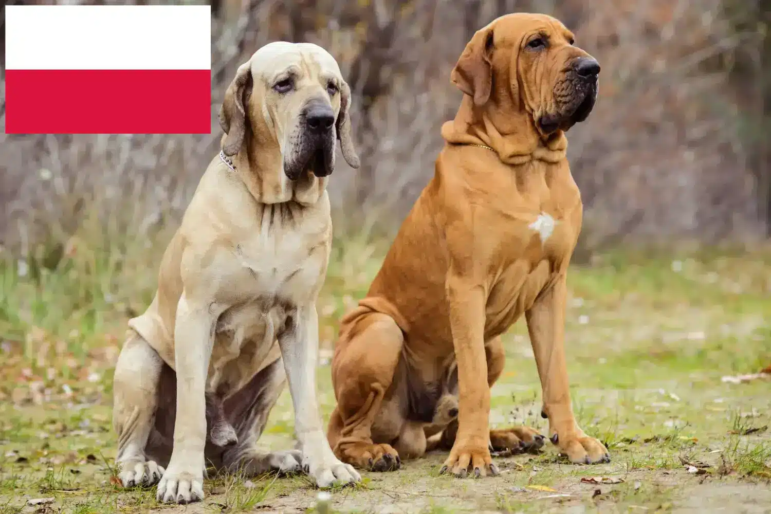 Fila Brasileiro kiskutyák és tenyésztők Lengyelország Itt találhat Fila Brasileiros tenyésztőket Lengyelországban.