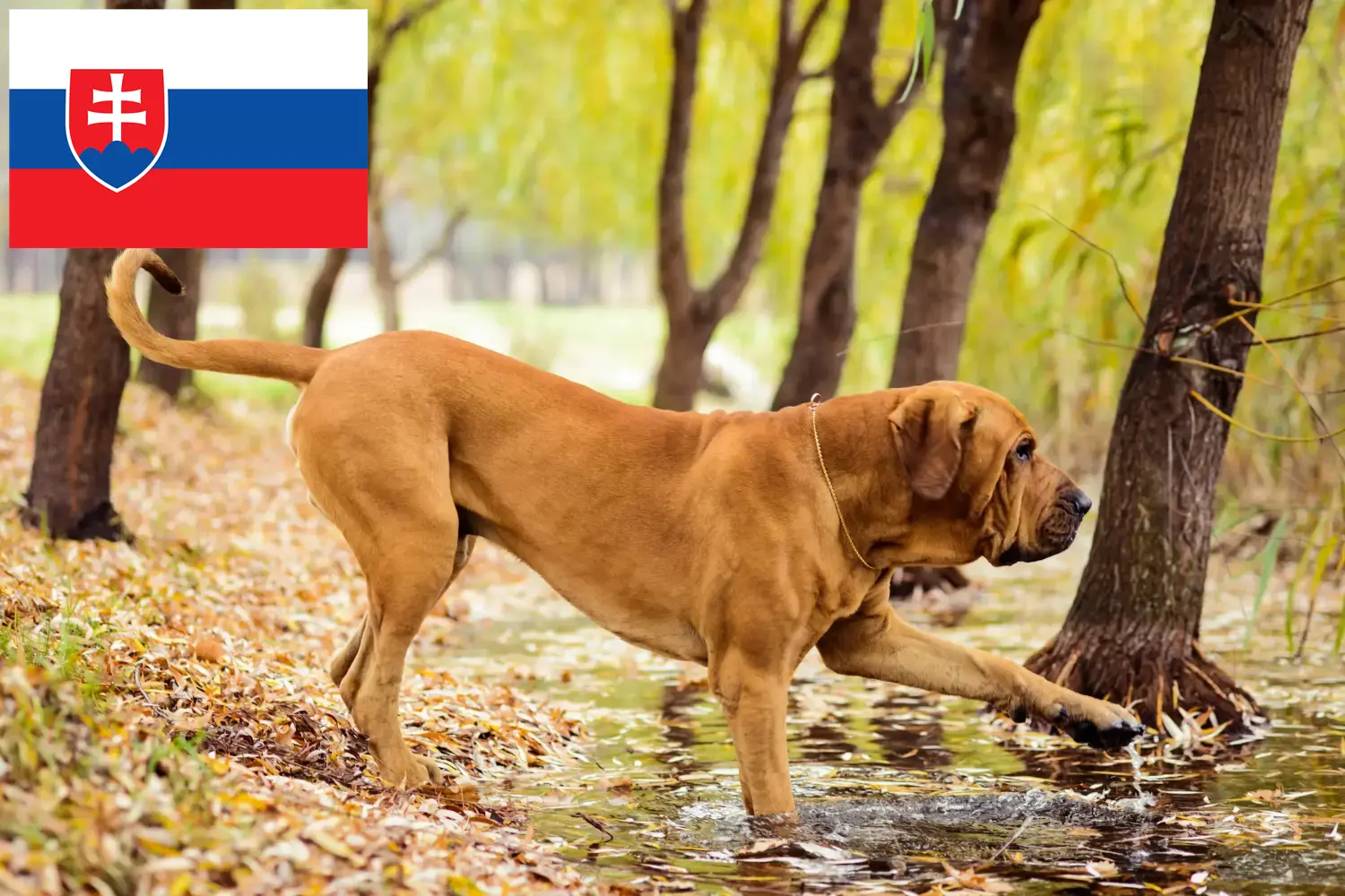 Fila Brasileiro kiskutyák és tenyésztők Szlovákia Itt találhat Fila Brasileiros tenyésztőket Szlovákiában.