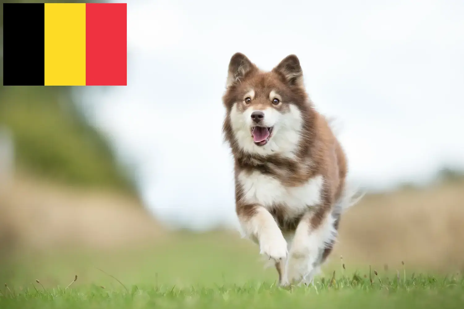 Finn Lapphund kiskutyák és tenyésztők Belgium Keresse meg a finn lapphund tenyésztőket Belgiumban itt.