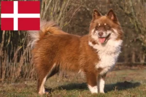 Read more about the article Finn Lapphund tenyésztők és kiskutyák Dániában