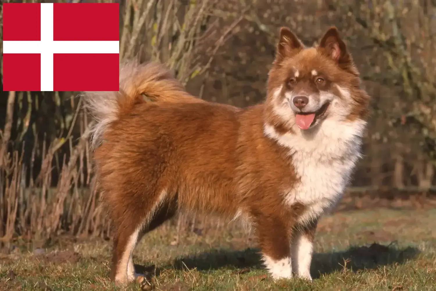 Finn Lapphund kiskutyák és tenyésztők Dánia Dániai finn lapphund tenyésztőket itt talál.