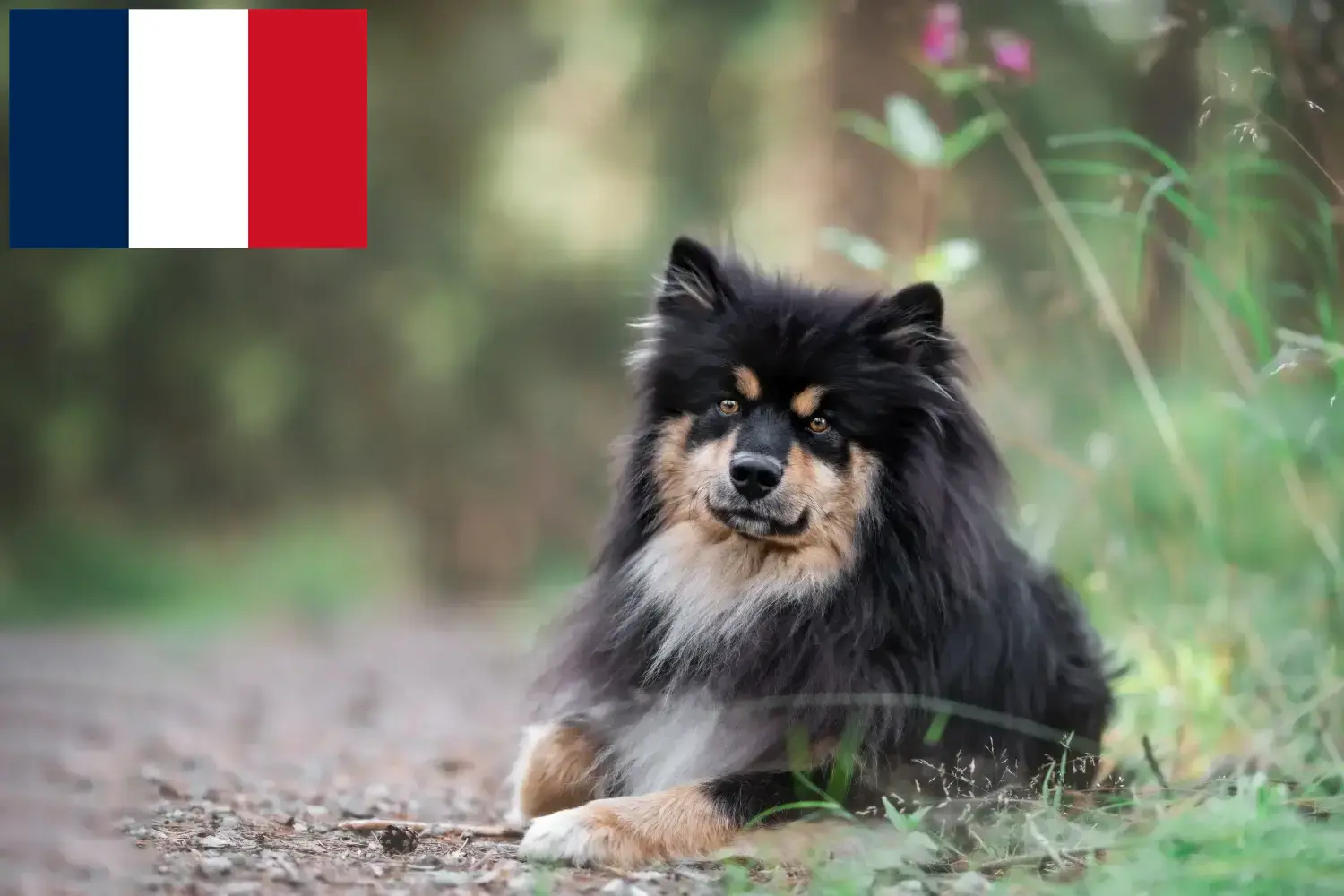 Finn Lapphund kiskutyák és tenyésztők Franciaország Keresse meg a franciaországi finn lapphund tenyésztőket itt.